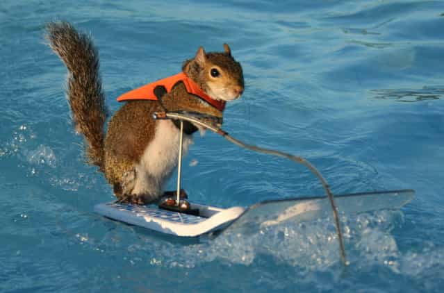 Twiggy The Water Skiing Squirrel