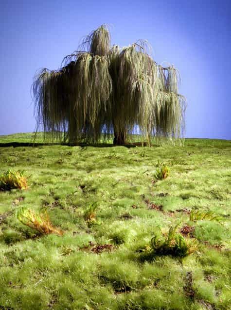 [Willow Study 1], created by Matthew Albanese. (Photo by Matthew Albanese/Barcroft Media)