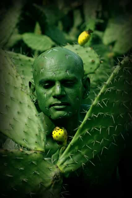 [Cactus]. (Photo by Johannes Stötter)