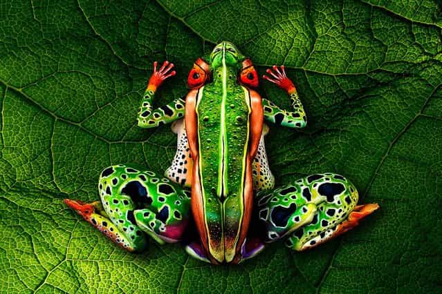[Frog]. (Photo by Johannes Stötter)