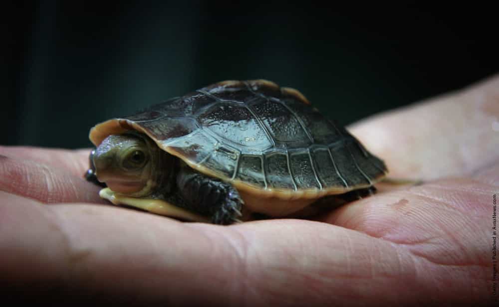 Chinese Box Turtle » GagDaily News