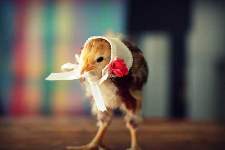 Adorable Baby Chicks Wearing Funny Little Hats.