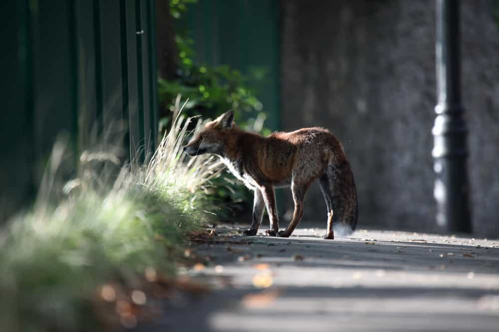 Green foxes проект